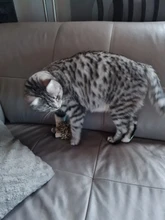 Simulation Bird Mouse Pet Cat Toy Kitten Interactive Training Scratching Toy Feather