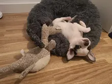 FortyLions-Cama larga de felpa para perros y gatos, cojín largo de felpa super suave y esponjoso para mascotas, cómoda para casa