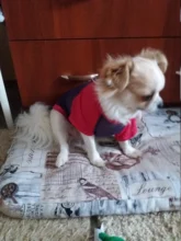 Camiseta suave de verano para perro y gato, ropa para perros pequeños, Chaleco de dibujos animados para suministros para Mascotas y Cachorros, camiseta suave