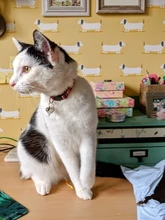 Collar de gato personalizado con estampado, Collar de gatito personalizado de liberación rápida con campana grabada, accesorios para gatos domésticos