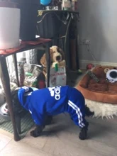 Traje para mascotas pequeñas y medianas, mono para cachorros, ideal para bulldog francés, chihuahua o pug