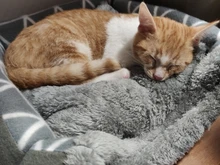 Pet bed for Cats Dogs Soft Nest Kennel Bed Cave House Sleeping Bag Mat Pad Tent Pets