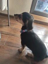 Ajustable de Nylon perro divertido Collar de nombre grabado teléfono azul Pitbull, perro personalizado Collar de mascota perro Etiqueta de impresión Collar