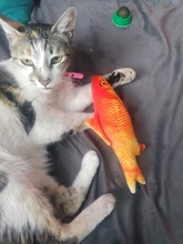 Cheap Pet Products Fish Toy Cat Scratch Board Scratching Post Catnip toys for Cat Pet