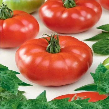 

Seeds of Tomato. Volgograd 323