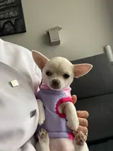 Coat Vest Jacket Puppy Outfit Pet-Dog Yorkie Warm Chihuahua Winter for Windproof Padded