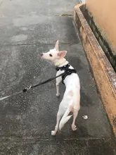 Leash-Rope Extension Short-Bungee Dog-Collar Truelove Training Retractable Walking-Tll2971