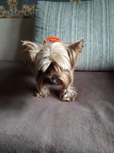 Jumpsuit Clothing Hoodies Jacket Pet-Dog-Coats Small Dogs Sport Apparel Winter Fashion