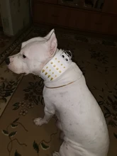 Pet-Dog-Collar Studded Wide-Spikes Doberman Pitbull 3inch for Large Breeds Pitbull/Doberman/M/..