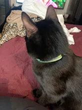 Cat-Collar Bell Pet-Product Reflective Elastic Charm Velvet-Material Safety Adjustable