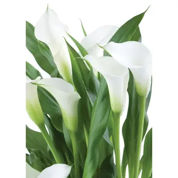 

Decoretto/wall mural "fragile Callas", 180x254 (W-cm)