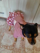 Dog-Dress Dogs-Skirt Yorkshire Summer Chihuahau Dot 