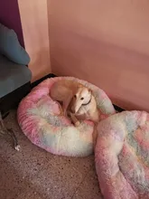 Cama de perro caliente de lana ronda perro perrera casa larga felpa invierno mascotas camas para perros medianos grandes perros gatos cojín del sofá suave esteras