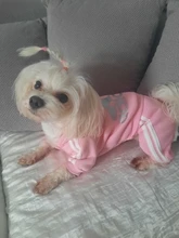 Traje para mascotas pequeñas y medianas, mono para cachorros, ideal para bulldog francés, chihuahua o pug