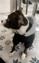 Jacket French Bulldog Dog Winter SUPREPET Coat Pet-Dog Dogs Large Cotton for Warm Perro