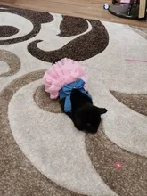 Dress Sling Puppy-Costume Pet-Dog Lace Small Dog Wedding for Party Birthday Bowknot