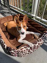 Caseta de lana suave y grande para bebé, cama de perro y gato, cálido y acogedor, nido de lana suave, cestas para perro, estera impermeable para otoño e invierno, 2020