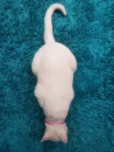 Personalized Dog Collar Leather Rhinestone Bling Charms Custom Pet Dogs Cat Name