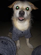 Pet-Dog-Clothes Jacket Coat Puppy Dogs Chihuahua Cotton for Warm Thick And Thin