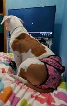 XS-XXL-Pantalones fisiológicos para perros, bragas sanitarias lavables para perros, pantalones cortos, ropa interior