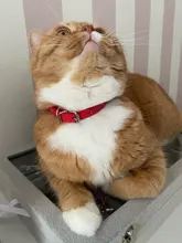 Cat Collar Safety Puppy Collar Chihuahua Solid Dog Collar For Cats Kitten Pet Cat Collars