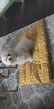 Cama suave de invierno para perros, sofá cálido, cojín de Mascota, colchón para perros pequeños, medianos y grandes, gatos, Chihuahua