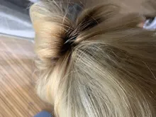 Straight Bob Wig Bob-Wigs Human-Hair-Wigs Blonde Hair-99j Colored-Hair Lace-Front 1b/613