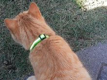 Necklace Cat-Accessories Cats-Bells-Collars Reflective Adjustable Buckles Fashion Nylon