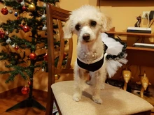 Pet-Collar-Accessories Necklace Pendants Jewelry Rhinestone Imitation-Pearl Small Dogs