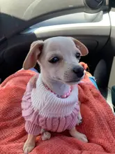 Sweater Puppy-Hoodie Dog-Jumper Winter Knited Small Cat with Cartoon-Design Warm Apparel