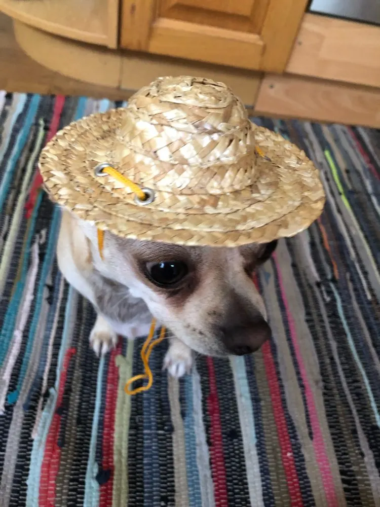 Straw Hat for Dogs | Dog Sun Hat | Cat Sun Hat | Outdoor Dog Accessories photo review