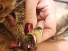 20 unids/lote tapones para uñas de gato, garra suave de gato, XS,S ,M,L con pegamento gratis