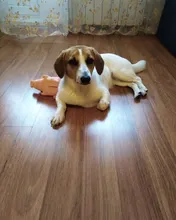 Mono impermeable para perro mascota, ropa impermeable para exteriores, mono con capucha para perros pequeños y grandes, capa impermeable, Bulldog francés