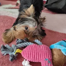 Pet-Toys Dog Toy Puppy Chew Small Dogs Resistance Teeth-Cleaning Fleece 1pcs for Bite