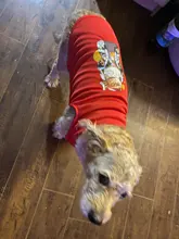 Ropa de verano para mascotas, Camiseta con estampado de flamenco para perro, chaleco para perros pequeños y medianos, accesorios para mascotas, chaleco para gatos, camisas, XS-2XL