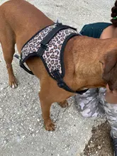 Pet-Products Dog-Harness Led-Collar Glowing K9 Chihuahua Vest Puppy Lead Pets for Large