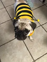 Overalls Sweaters Jacket Pet-Costume Yorkies Dogs Coat Small 