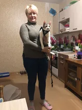 Leash-Set Harness-Leads Puppy Yorkies Reflective Kitten Vest Dogs Small Nylon Mesh And