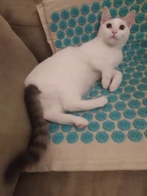 Estera de púas estera de acupresión, estera de masaje,juego de almohada de acupuntura esterilla de Yoga aguja aliviar el dolor de espalda,cuello y ciática,relajar los músculos,esterilla deporte,esterilla acupresion