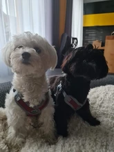 Arnés tipo chaleco sin tirones para perro, correa reflectante para perro pequeño y collar para terrier schnauzer Gato, suministros de entrenamiento para caminar, chihuahua