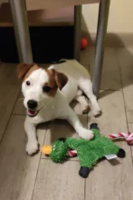 Perro de juguete duradera lindo papá pato haciendo sonido perro de peluche juguetes masticables para cachorros formación juguetes para la dentición para pequeños perros mediano