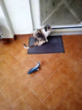 Muñeco eléctrico de peluche con forma de pez en movimiento para niños, juguete interactivo con carga USB para mascotas