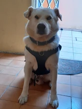 Vest Pouches Pet-Harness Dogs No-Pull Training Molle Military Hiking Tactical Large Medium