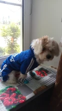 Pet Dog Clothes Fashion Hoodie Spring and Summer For Dogs Coat Jacket Cotton Ropa Perro