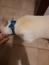 Collar de gato de terciopelo con lazo liso para cachorro, Chihuahua, con campana, hebilla de seguridad ajustable, pajarita para gatos, accesorios para mascotas