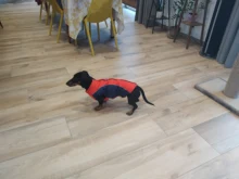 Coat Pet-Dog-Jacket Dogs French Bulldog Waterproof Chihuahua Winter Puppy-Vest Small