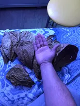 10 Uds Natural de alta calidad Terminalia Catappa hojas indio de Lour árbol hoja de oliva para agua de acuario equilibrio PH acidez