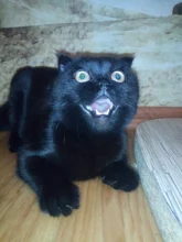 Collar que elimina pulgas y garrapatas para perros y gatos, repelente de mosquitos e insectos, Collar para gatos de pulga y garrapata de hasta 8 meses