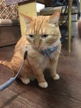 Breakaway Cat Collar Cute Bow Vests Cat Harness and Leash Cat Product Cat Accessories