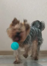 Bola de juguete interactiva para perro, Bola de goma natural con fugas, Limpieza de dientes, 5cm/7cm/11cm, nueva mascota de sandía